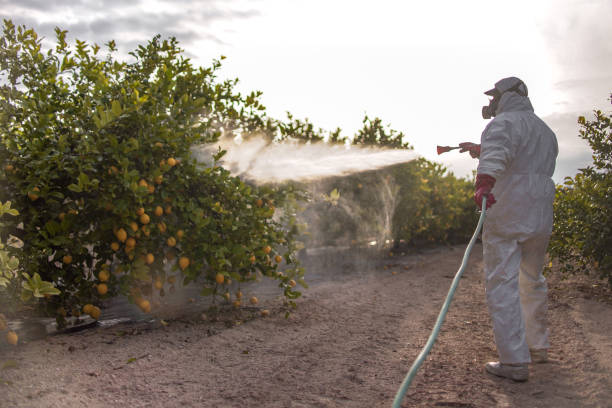Flea Control Services in Heber, CA